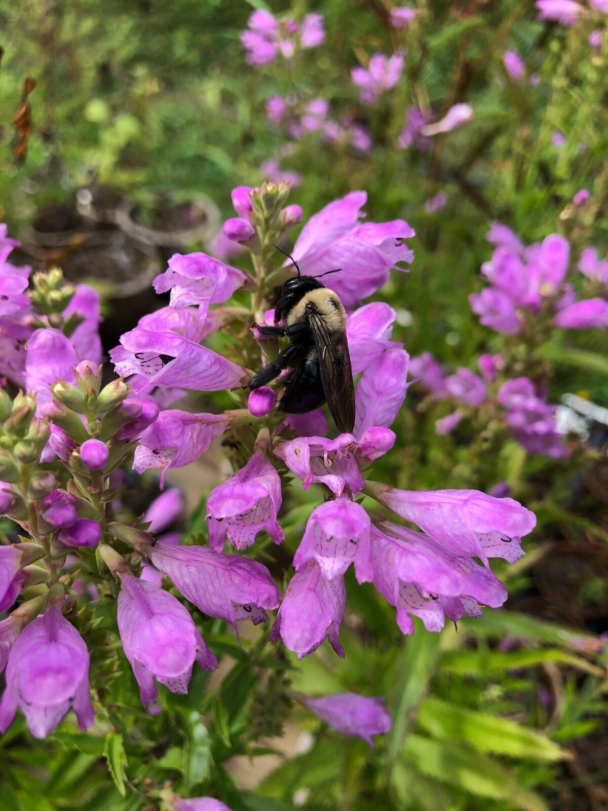 Why Plant Natives: Bumblebee on Obedient Plant