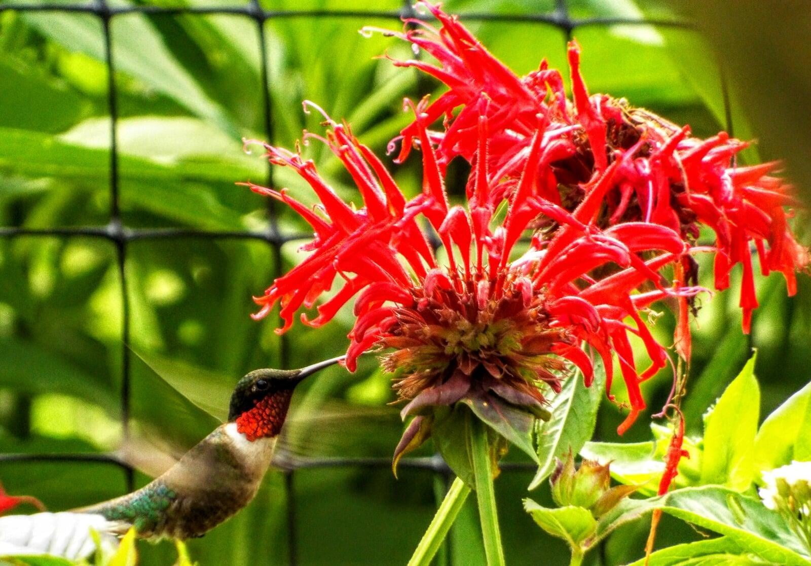 Who We Are: Ruby-throated Hummingbird on Jacob Cline Bee Balm