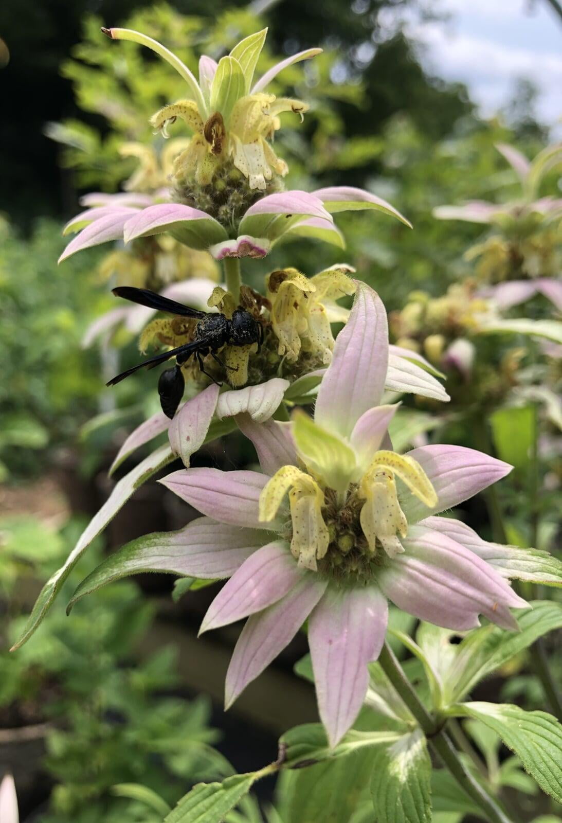 Plant List: Wasp on Spotted Bee Balm