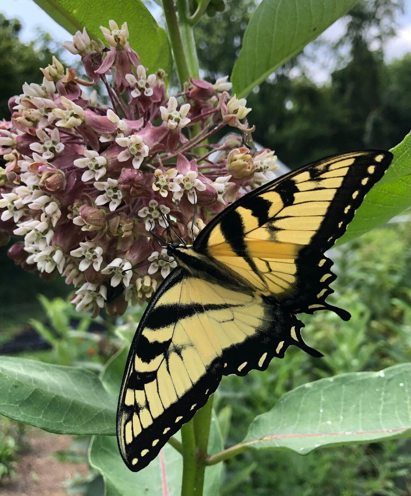 Plant List: Wasp on Spotted Bee Balm