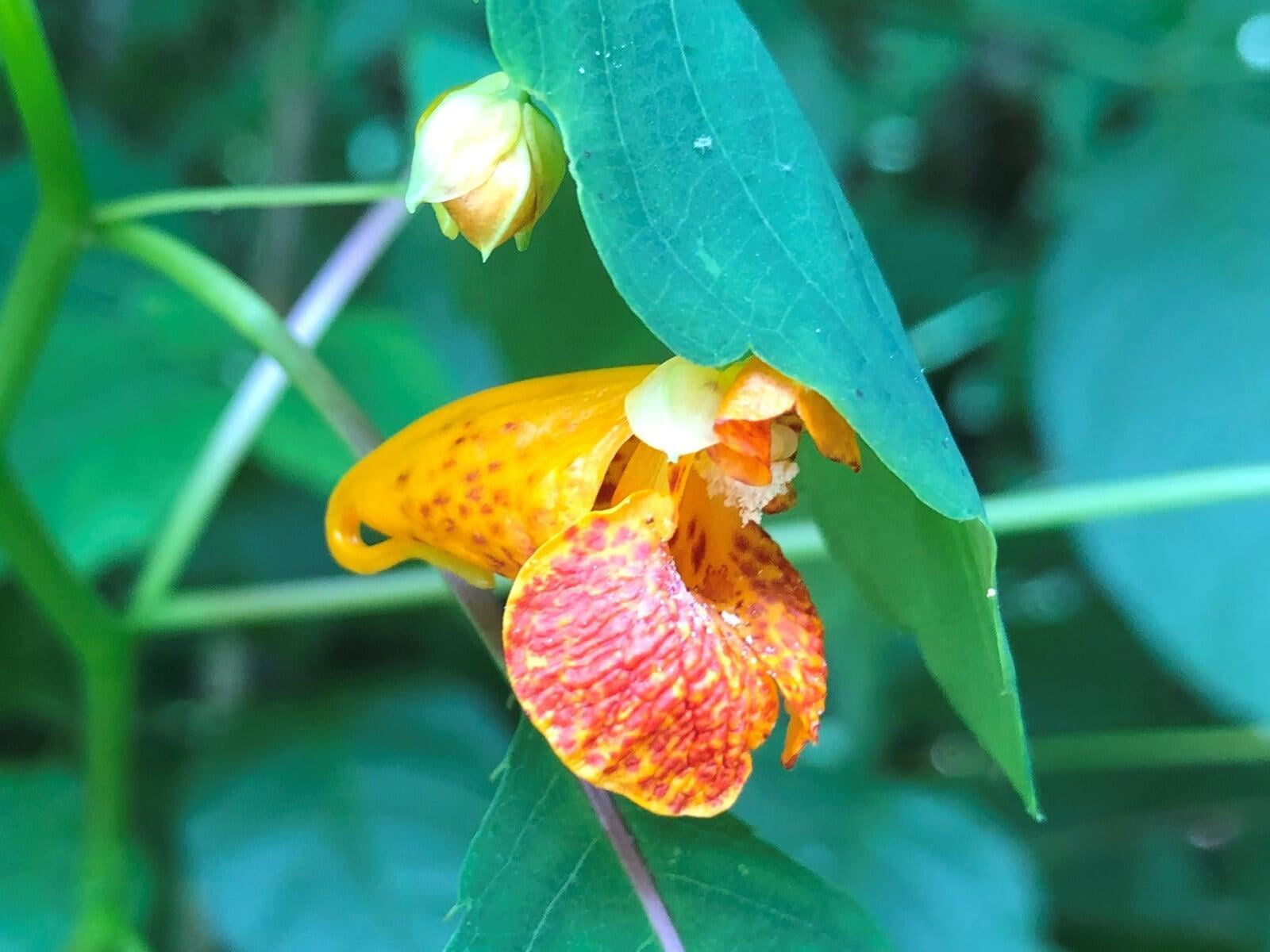 Why Plant Natives: Orange Jewelweed