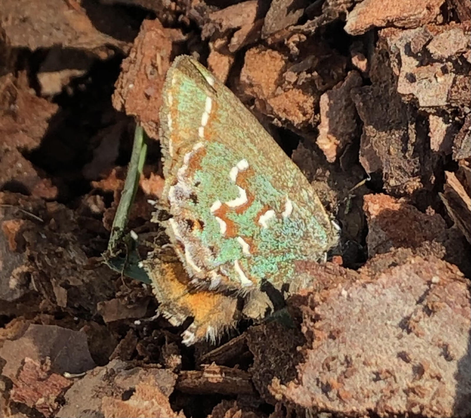 Juniper Hairstreak butterfly