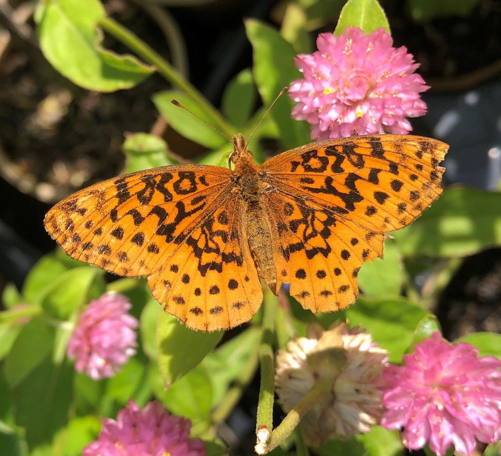 Why Plant Natives: Meadow Fritillary butterfly