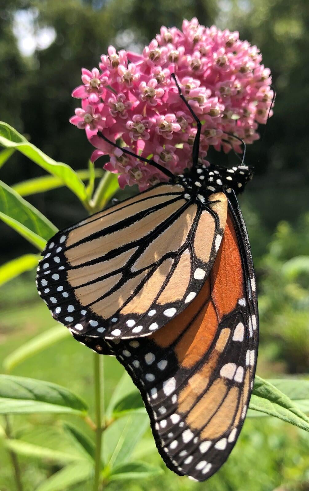 Who We Are: Monarch butterfly on Swamp Milkweed