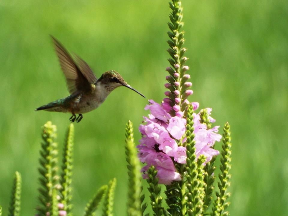 Why Plant Natives: Hummingbird on Obedient Plant