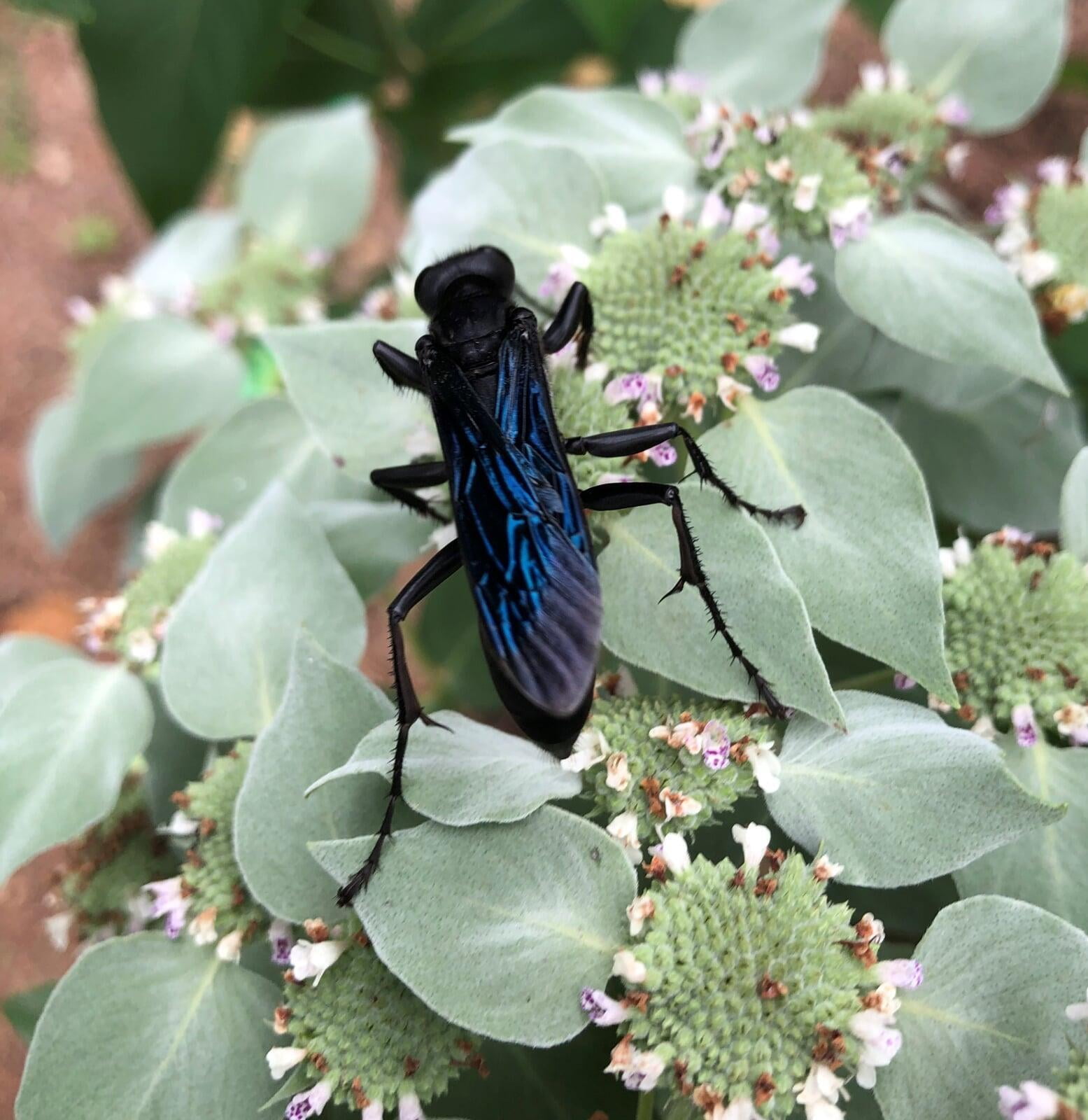 Why Plant Natives: Great Black Wasp on Short-toothed Mountain Mint