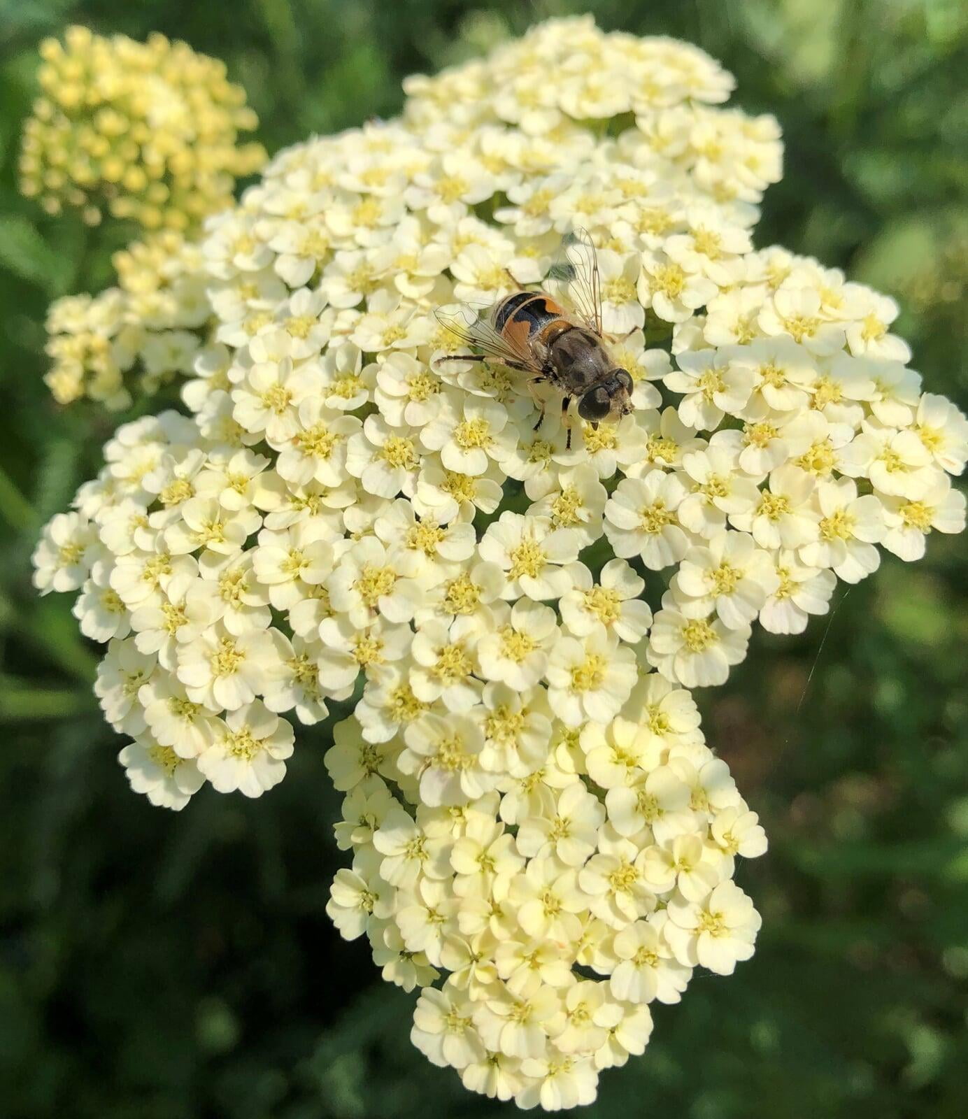 Home Draper Springs Nursery & Gardens